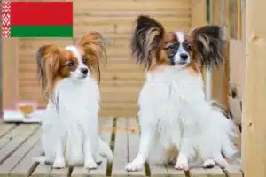 Read more about the article Continental Dwarf Spaniel breeder and puppies in Belarus