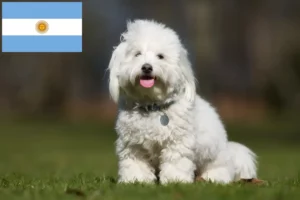 Read more about the article Coton de Tuléar breeders and puppies in Argentina