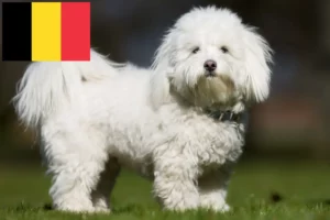 Read more about the article Coton de Tuléar breeders and puppies in Belgium