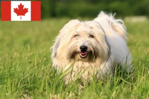 Read more about the article Coton de Tuléar breeders and puppies in Canada