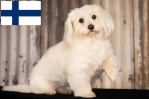 Read more about the article Coton de Tuléar breeders and puppies in Finland