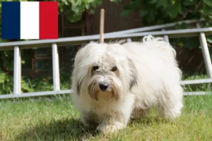 Read more about the article Coton de Tuléar breeders and puppies in France