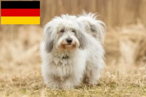Read more about the article Coton de Tuléar breeders and puppies in Germany