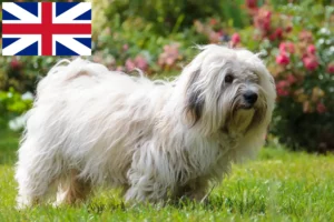 Read more about the article Coton de Tuléar breeders and puppies in Great Britain