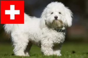 Read more about the article Coton de Tuléar breeders and puppies in Switzerland