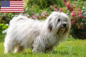 Read more about the article Coton de Tuléar breeders and puppies in the USA