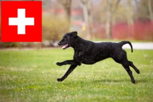 Read more about the article Curly Coated Retriever breeders and puppies in Switzerland
