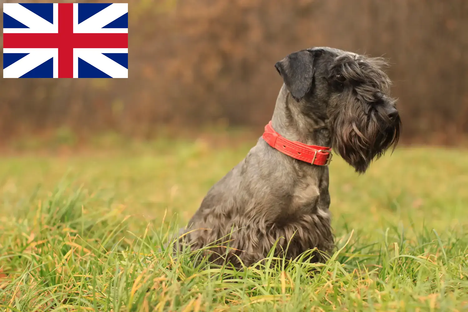 Read more about the article Czech Terrier breeders and puppies in Great Britain