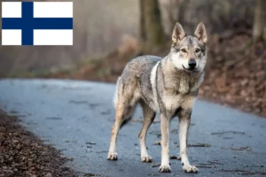 Read more about the article Czechoslovakian Wolfdog breeders and puppies in Finland