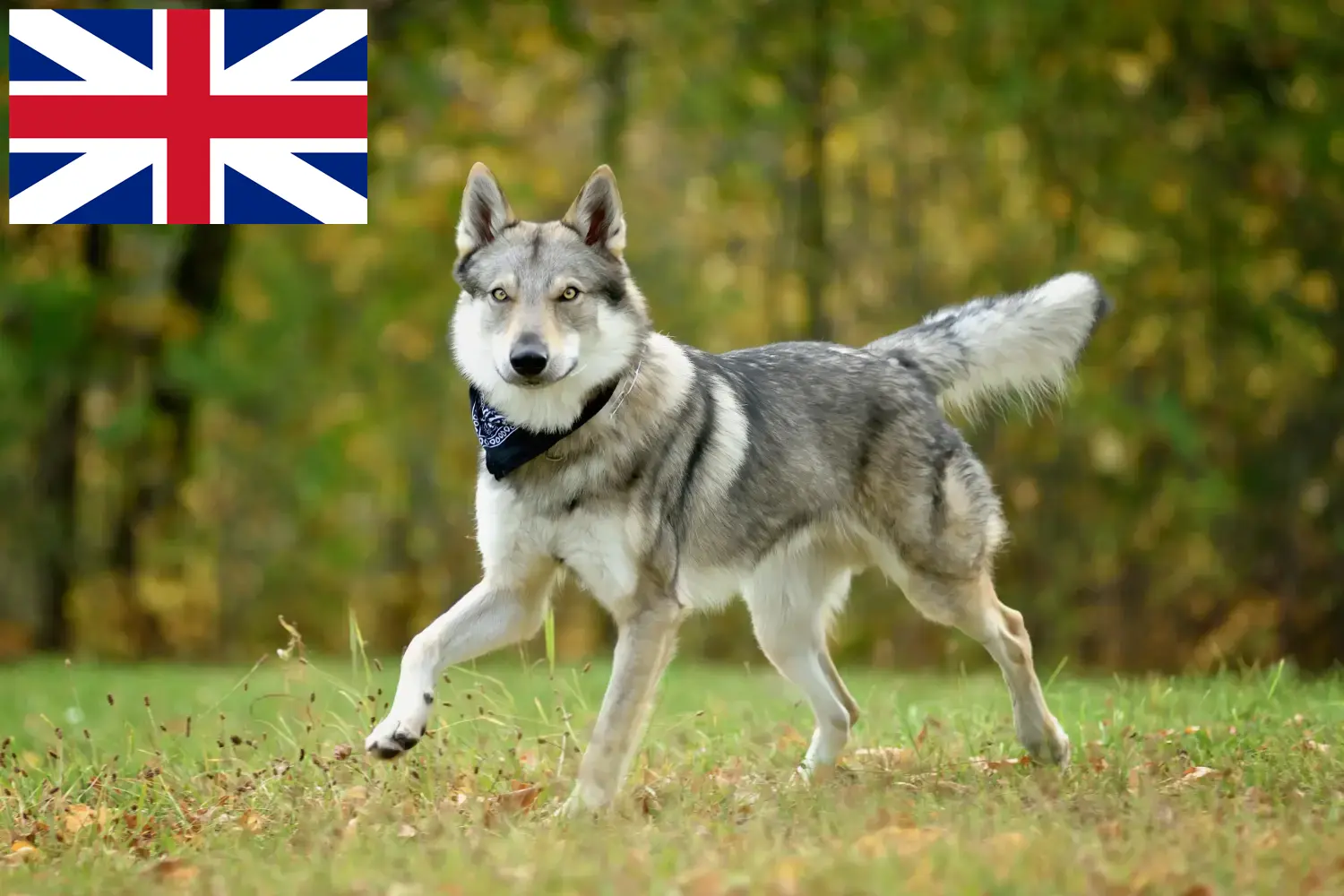 Read more about the article Czechoslovakian Wolfhound breeders and puppies in Great Britain