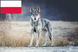 Read more about the article Czechoslovakian Wolfdog breeders and puppies in Poland