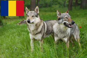 Read more about the article Czechoslovakian Wolfdog breeders and puppies in Romania