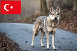Read more about the article Czechoslovakian Wolfdog breeder and puppies in Turkey