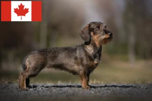 Read more about the article Dachshund breeders and puppies in Canada