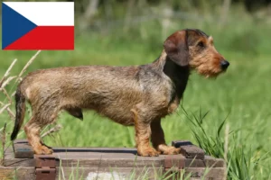 Read more about the article Dachshund breeders and puppies in the Czech Republic