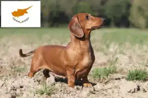 Read more about the article Dachshund breeders and puppies in Cyprus