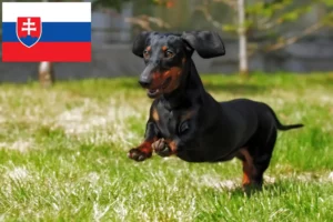 Read more about the article Dachshund breeders and puppies in Slovakia