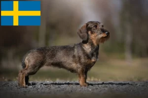 Read more about the article Dachshund breeders and puppies in Sweden