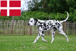 Read more about the article Dalmatian breeders and puppies in Denmark