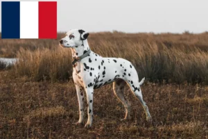 Read more about the article Dalmatian breeders and puppies in France