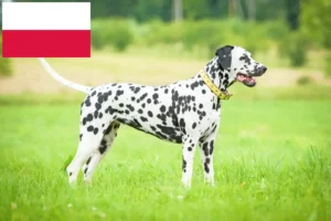 Read more about the article Dalmatian breeders and puppies in Poland