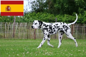 Read more about the article Dalmatian breeders and puppies in Spain
