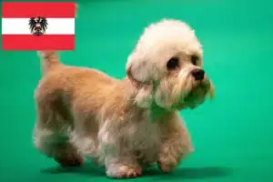 Read more about the article Dandie Dinmont Terrier breeders and puppies in Austria