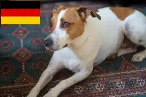 Read more about the article Danish-Swedish Farmdog breeders and puppies in Germany
