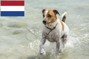 Read more about the article Danish-Swedish Farmdog breeders and puppies in the Netherlands