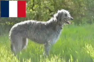 Read more about the article Deerhound breeders and puppies in France