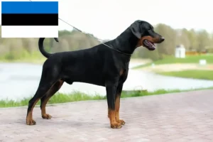 Read more about the article Doberman breeders and puppies in Estonia
