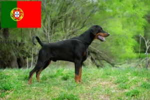 Read more about the article Doberman breeders and puppies in Portugal