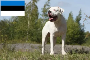 Read more about the article Dogo Argentino breeders and puppies in Estonia