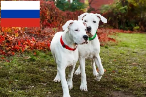 Read more about the article Dogo Argentino breeders and puppies in Russia