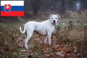 Read more about the article Dogo Argentino breeders and puppies in Slovakia