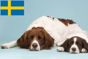 Read more about the article Drentse Patrijshond breeders and puppies in Sweden