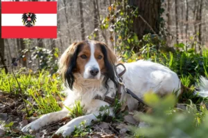 Read more about the article Dutch Kooikerhondje breeders and puppies in Austria