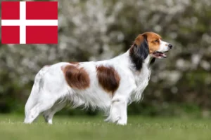 Read more about the article Dutch Kooikerhondje breeders and puppies in Denmark