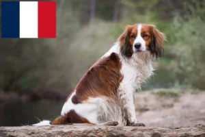 Read more about the article Dutch Kooikerhondje breeders and puppies in France