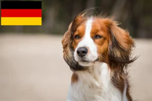 Read more about the article Dutch Kooikerhondje breeders and puppies in Germany