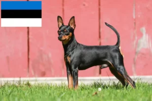 Read more about the article Miniature Pinscher breeders and puppies in Estonia