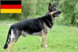 Read more about the article Eastern European Shepherd Dog Breeder and Puppies in Germany