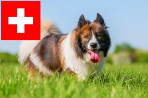 Read more about the article Elo breeders and puppies in Switzerland