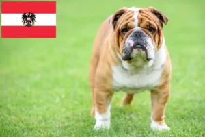 Read more about the article English Bulldog breeders and puppies in Austria