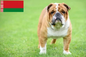 Read more about the article English Bulldog breeders and puppies in Belarus