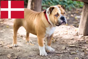 Read more about the article English Bulldog breeders and puppies in Denmark