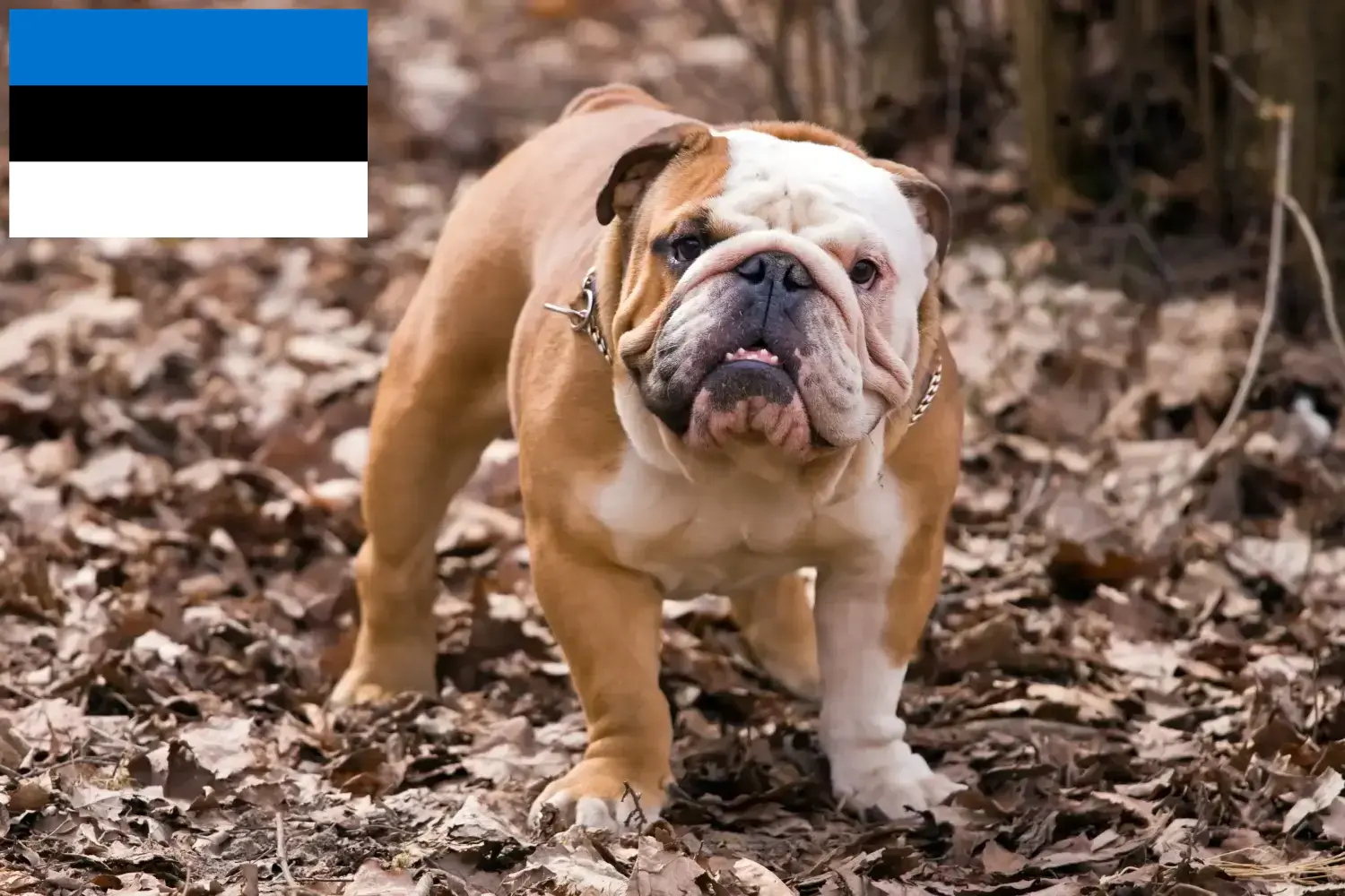 Read more about the article English Bulldog breeders and puppies in Estonia