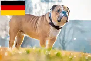 Read more about the article English Bulldog breeders and puppies in Germany