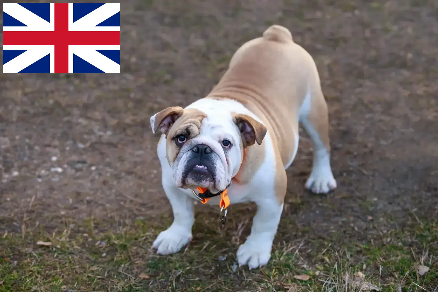 Read more about the article English Bulldog breeders and puppies in the UK