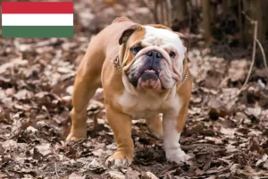 Read more about the article English Bulldog breeders and puppies in Hungary